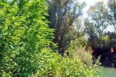 Λαμία: Δεν έβαλε μυαλό... νέα χασισοφυτεία στο Σπερχειό!