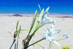 Πού φυτρώνει (και μοσχοβολάει) ο Κρίνος της θάλασσας;