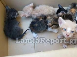 Φωτογραφία για Λαμία: Ασυνείδητος πέταξε στα σκουπίδια έξι γατάκια  [photos+video]