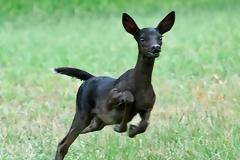 Ένα πολύ σπάνιο… κατάμαυρο ελάφι!