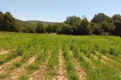 «Η μεγαλύτερη φυτεία κάνναβης» όπως ισχυρίζεται η ΕΛ.ΑΣ. ή ένα μεγάλο φιάσκο;