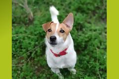 Μπούρτζι: Μήπως είδατε το σκυλάκι της φωτογραφίας;