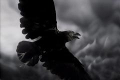 Ορίστε τι δεν ξέρατε για τα κοράκια... [video]