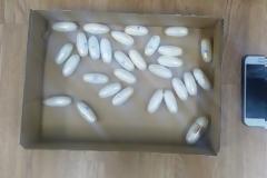 Είχε καταπιεί πάνω από ένα κιλό κοκαΐνη