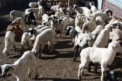 Φυτείες Ξηρομέρου: Άγνωστος θανάτωσε αμνοερίφια με δηλητηριασμένη τροφή