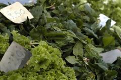 Το ελληνικό βότανο που προστατεύει από καρκίνο και διαβήτη