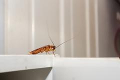 Κατσαρίδες: Ποιο φυτό μπορεί να τις απομακρύνει;