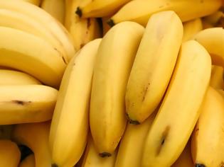 Φωτογραφία για Παγκόσμια ανησυχία: Κινδυνεύουν να εξαφανιστούν οι μπανάνες!
