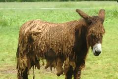 Γάιδαροι με… ράστα!