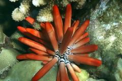 Εντυπωσιακά είδη αχινού που δεν έχετε ξαναδεί!