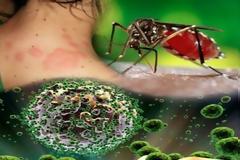 Ιος Δυτικού Νείλου: Αυξάνονται τα κρούσματα, ποια είναι τα συμπτώματα μετά το τσίμπημα των κουνουπιών