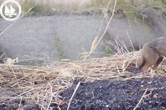 Αειφόρος Διαχείριση του Χρυσού Τσακαλιού στο Αεροδρόμιο Σάμου