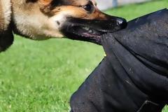 Πάτρα: Δυο άτομα στο Νοσοκομείο από επίθεση σκύλων