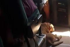 Οδηγός KTΕΛ στη Σκιάθο παίρνει μαζί του αδέσποτο σκύλο για να μην υποφέρει από τον καύσωνα