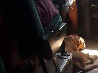 Φωτογραφία για Οδηγός KTΕΛ στη Σκιάθο παίρνει μαζί του αδέσποτο σκύλο για να μην υποφέρει από τον καύσωνα