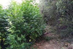 628 δενδρύλλια κάνναβης στη Μεσσηνία