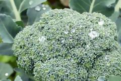 Καφές με μπρόκολο: οι επιστήμονες δημιούργησαν ένα νέο τρόπο για να τρώμε περισσότερα λαχανικά