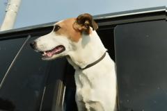 Πρόστιμο επειδή παράτησε τον σκύλο στο αυτοκίνητο μέσα στη ζέστη