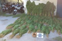 Μέγα φιάσκο  ΕΛ.ΑΣ: Νόμιμη η φυτεία με τα 10.500 χασισόδεντρα που ξερίζωσαν οι αστυνομικοί - Η Ανακρίτρια ζήτησε συγγνώμη και άφησε ελεύθερο τον συλληφθέντα! (ΦΩΤΟ & ΒΙΝΤΕΟ)