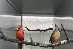 Σπάνια και εξωτικά πτηνά γεννιούνται και μεγαλώνουν στην Αττική