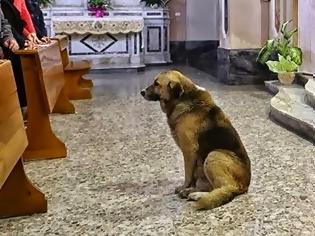 Φωτογραφία για Αυτός ο σκύλος πηγαίνει κάθε μέρα στην εκκλησία! Ο λόγος; Θα σας ραγίσει τη καρδιά...
