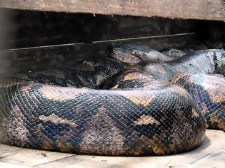 Φωτογραφία για Θα πάθετε πλάκα! Δείτε το μεγαλύτερο φίδι στον κόσμο... [video]
