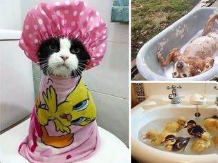 Φωτογραφία για Απολαυστικές φωτογραφίες ζώων όταν κάνουν μπάνιο