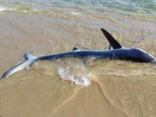 Φωτογραφία για Μικρός καρχαρίας σε παραλία των Χανίων προκαλεί ερωτηματικά [photo]