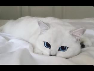 Φωτογραφία για Η γάτα με τα πιο όμορφα μάτια στον κόσμο