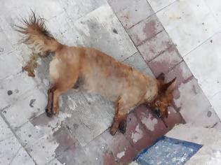 Φωτογραφία για ΑΣΤΑΚΟΣ: Άλλο ένα νεκρό σκυλάκι από φόλα στο Χοβολιό