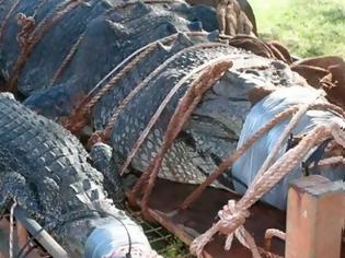 Φωτογραφία για Αυτός είναι ο πελώριος κροκόδειλος των 600 κιλών – Τον έψαχναν 8 ολόκληρα χρόνια [video]