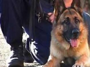 Φωτογραφία για Αστυνομικοί σκύλοι εισέβαλαν στην εκπομπή της ΠΟΑΣΥ