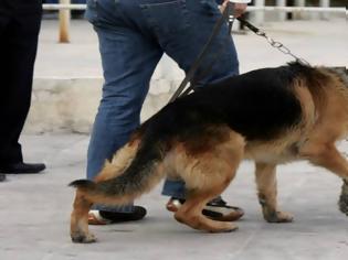 Φωτογραφία για Δεν πρόλαβε να κάνει διακοπές - Ο σκύλος μύρισε τα ναρκωτικά στο λιμάνι του Αγίου Κωνσταντίνου