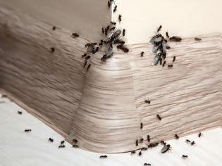Φωτογραφία για Συμβουλές για να απαλλαγείς από τα μυρμήγκια στην κουζίνα σου!