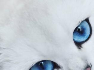Φωτογραφία για Μια γάτα με εντυπωσιακά μπλε μάτια!