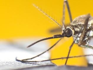 Φωτογραφία για Πώς να σταματήσεις τη φαγούρα από τα κουνούπια