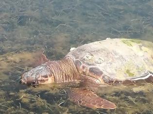 Φωτογραφία για Κι άλλη νεκρή θαλάσσια χελώνα στον Δρυμό Βόνιτσας (φωτο)