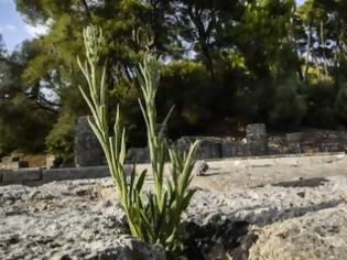 Φωτογραφία για Βρέθηκε πήλινη πλάκα με στίχους της Οδύσσειας στην αρχαία Ολυμπία