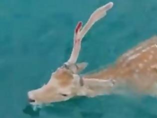 Φωτογραφία για Εύβοια: Ξεκίνησαν για ψάρια αλλά ψάρεψαν αυτό το πανέμορφο ελάφι – Σαρώνουν το διαδίκτυο οι απίστευτες εικόνες [video]