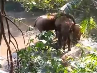 Φωτογραφία για Συγκινητικό: Άγριοι ελέφαντες χαιρετούν το συνεργείο που έσωσε τα μικρά τους!