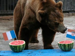 Φωτογραφία για Μουντιάλ 2018: Η αρκούδα «έφαγε» το νικητή του τελικού Γαλλία – Κροατία [photos]