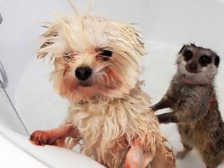 Φωτογραφία για Δείτε απίστευτα αστείες φωτογραφίες ζώων την ώρα του μπάνιο [photos]