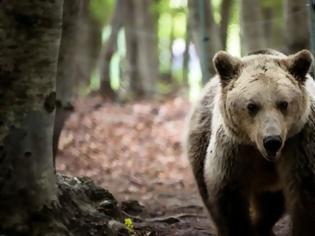 Φωτογραφία για Αυτό σίγουρα δεν το ξέρατε: Δείτε γιατί οι θηλυκές αρκούδες συνουσιάζονται με πολλούς αρσενικούς...