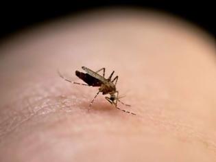 Φωτογραφία για Τι να τρώτε για να μην σας τσιμπούν τα κουνούπια