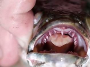 Φωτογραφία για Τρόμος από το ψάρι Φρανκενστάιν - Έχει κεφάλι φιδιού kai... [video]