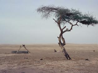 Φωτογραφία για Αυτή είναι η ιστορία του πιο μοναχικού δέντρου στον κόσμο...