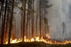 Τεράστιες πυρκαγιές στη Σουηδία - Καύσωνας στην Φινλανδία