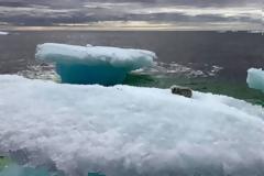 Φωτος: Αλεπού παγιδεύτηκε σε ένα κομμάτι πάγου στην μέση του ωκεανού