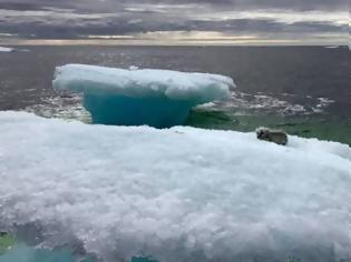 Φωτογραφία για Φωτος: Αλεπού παγιδεύτηκε σε ένα κομμάτι πάγου στην μέση του ωκεανού