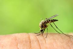 Συναγερμός: Επιβεβαιώθηκαν κρούσματα ιού του Δυτικού Νείλου στη Τανάγρα